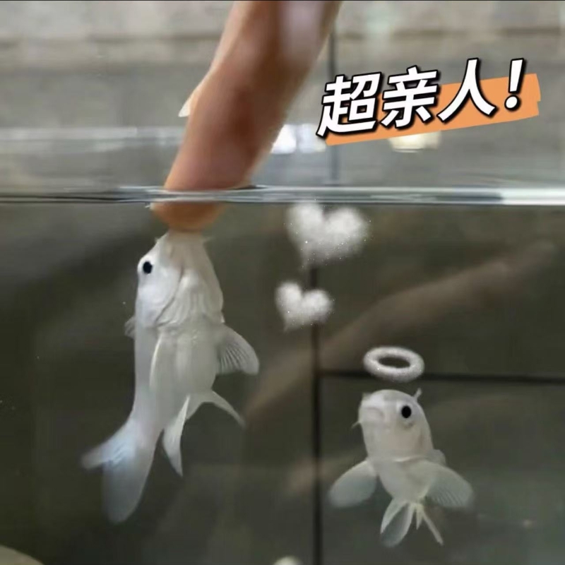 纯种短身普身球体蝴蝶鲤冷水观赏鱼好养耐活适合新手入门