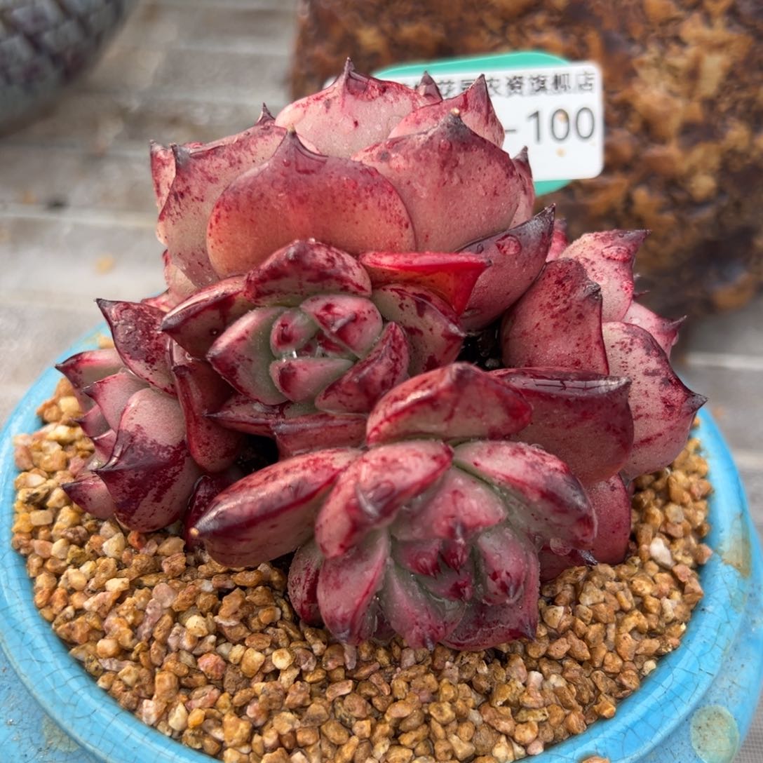 从前慢多肉精选编号0209.100