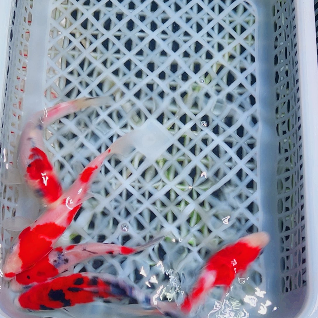 锦鲤锦鲤观赏鱼1111