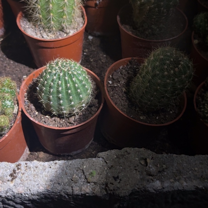 冰***火无花朵丽花哈哈哈哈哈哈哈