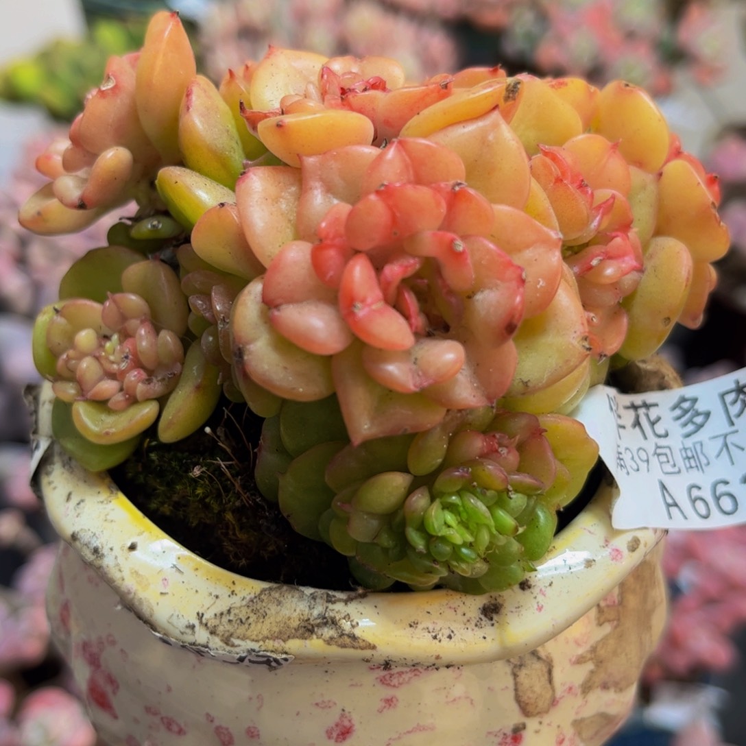 662/8cm蜡牡丹锦多肉植物