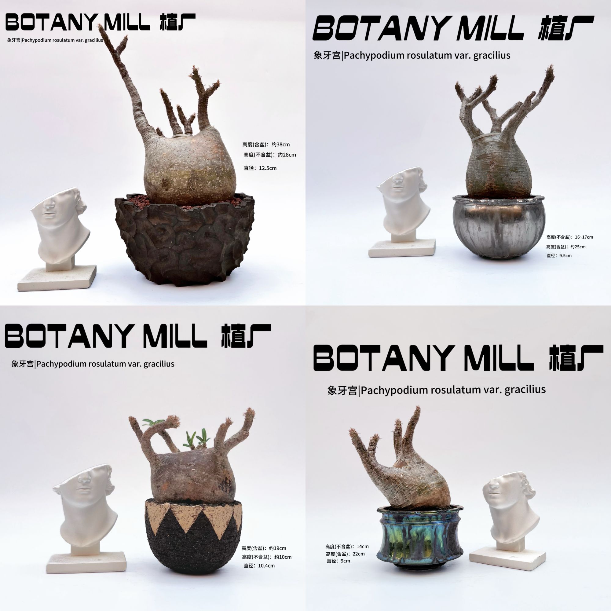 植厂 实生产地象芽宫 潮流块根 包邮 