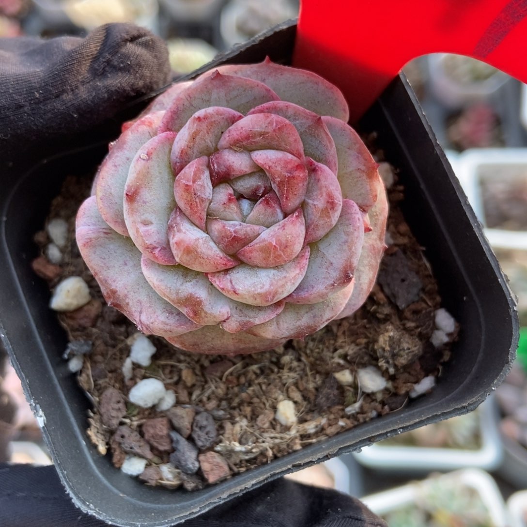 967石化冰魄多肉植物多肉