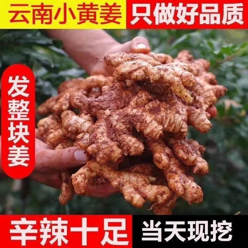 生姜老姜批发正宗云南黄姜高品质生姜新鲜现挖生姜整箱官方旗舰店