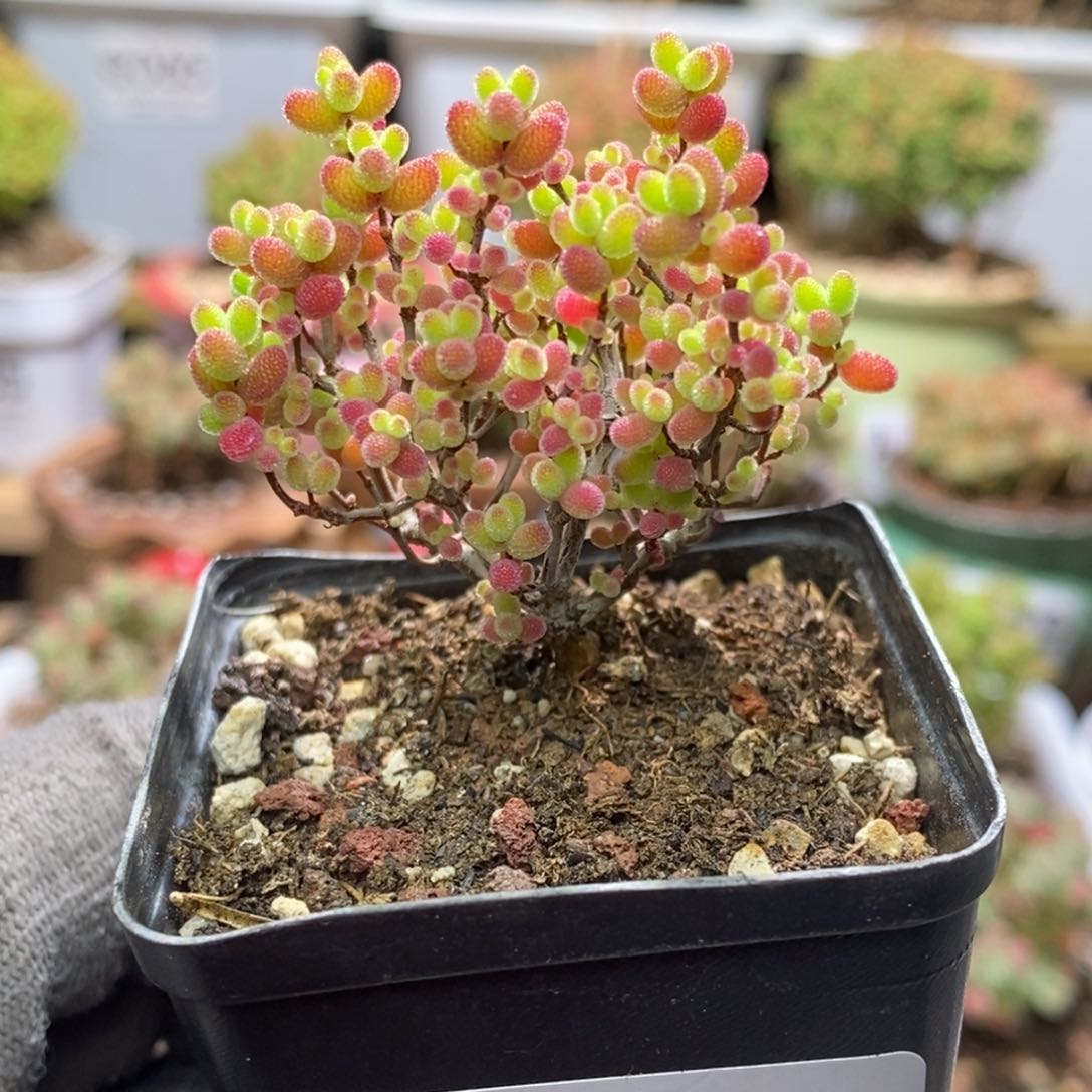 蜜桔糖球枝干番杏A592