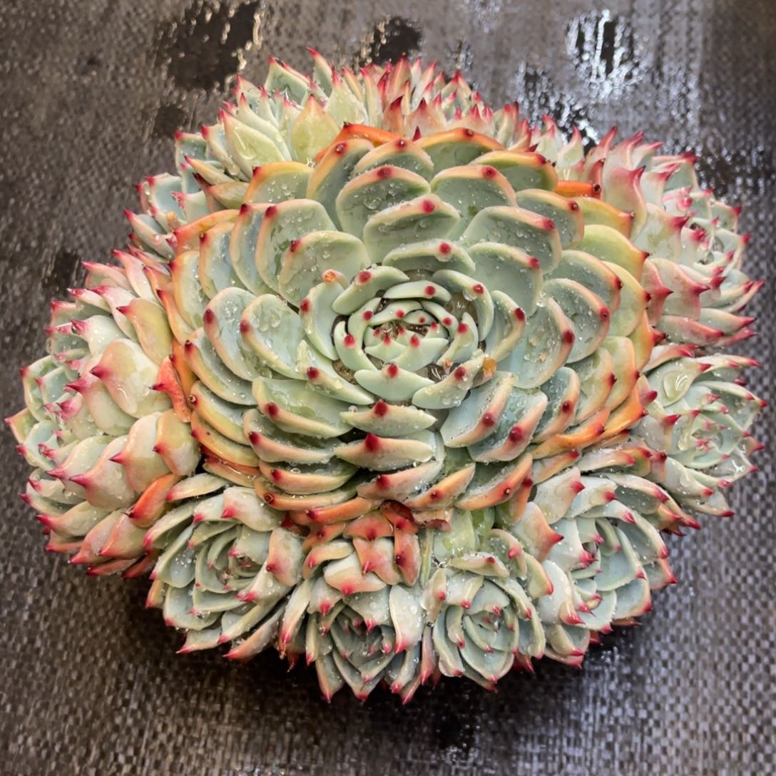 龙**人868686866886688686