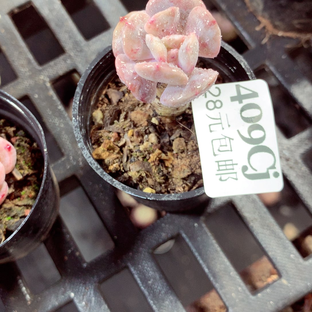 5厘米盆精控多肉409