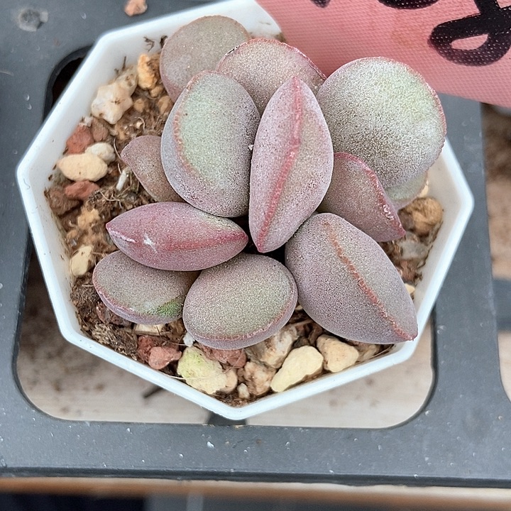 多肉植物红蛋7108多肉