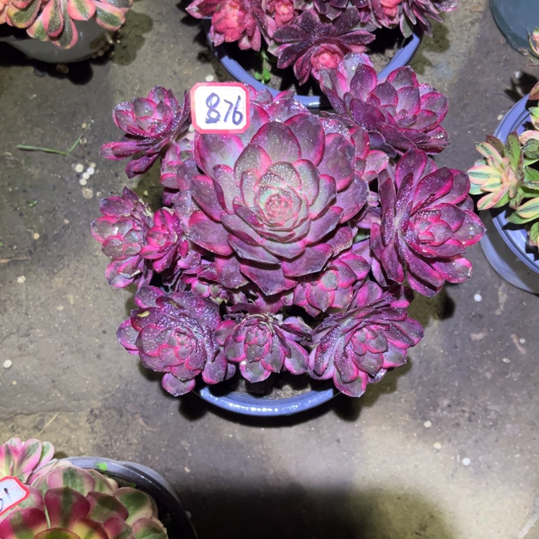 876多肉植物纳福法师