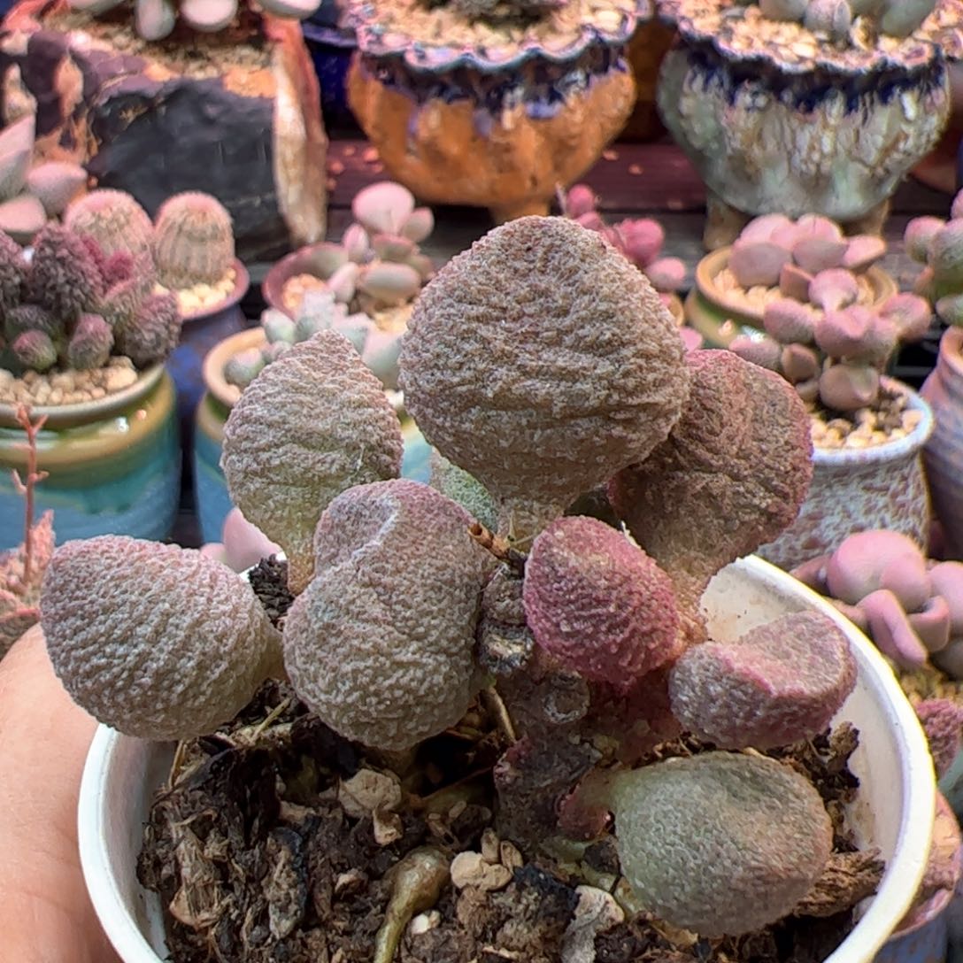 水蜜桃。                
