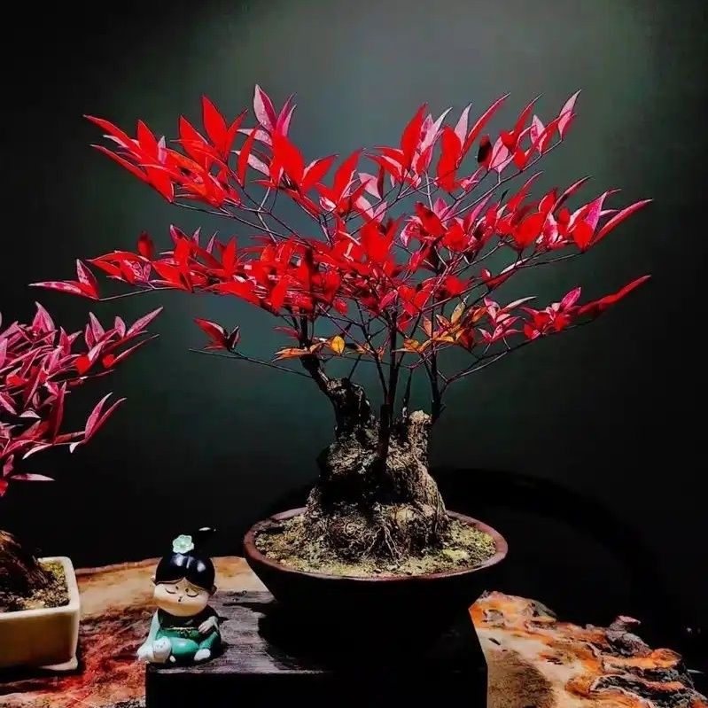 山桩火焰南天竹盆景素材可用于花卉盆栽耐寒易养