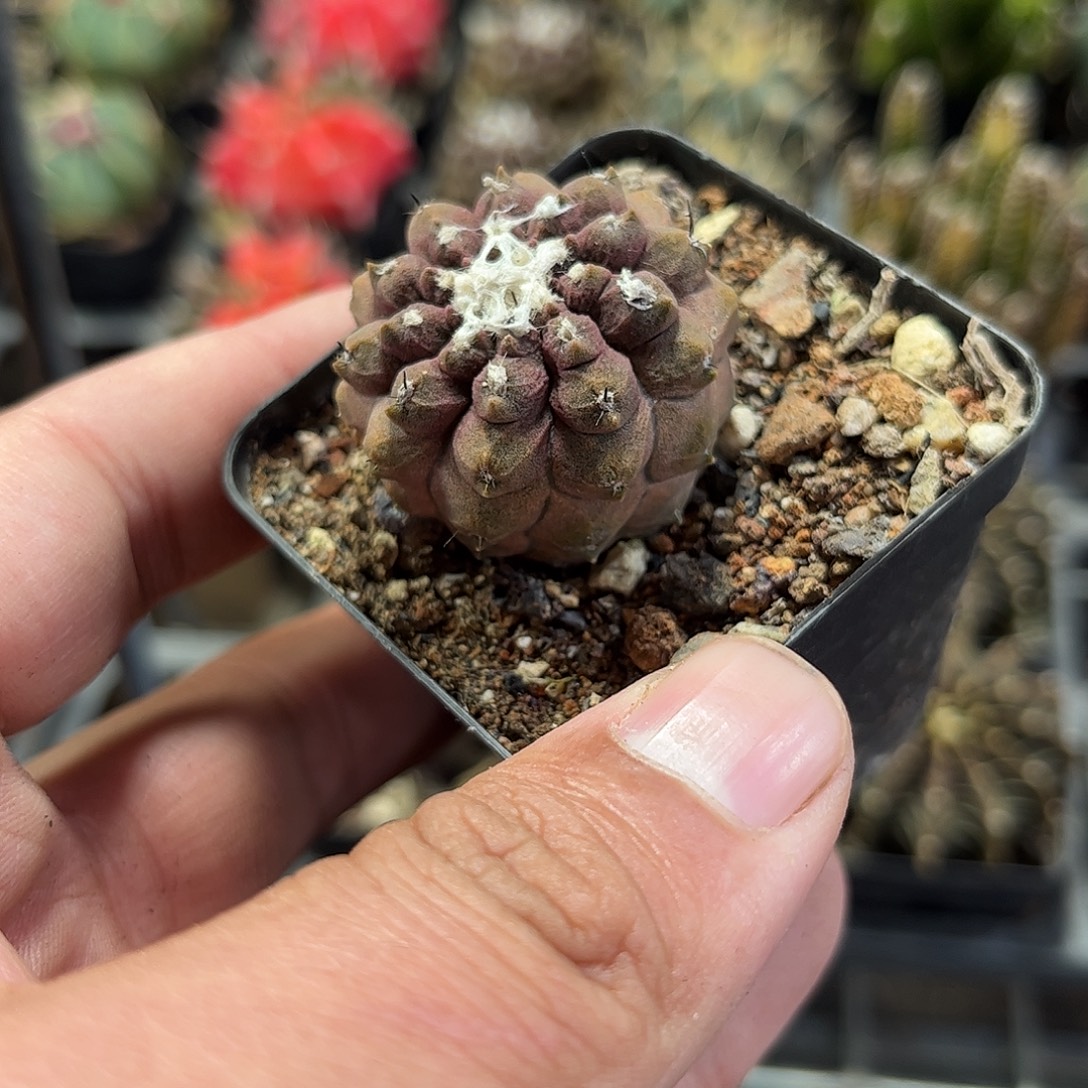 蜥蜴皮单头发货单头