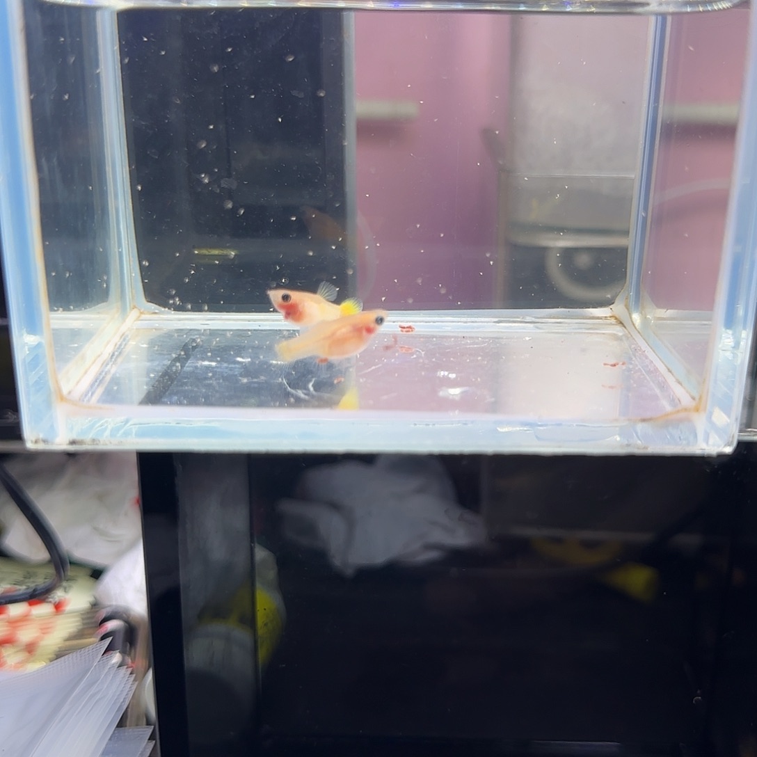 孔雀鱼黄金玻璃猫一对