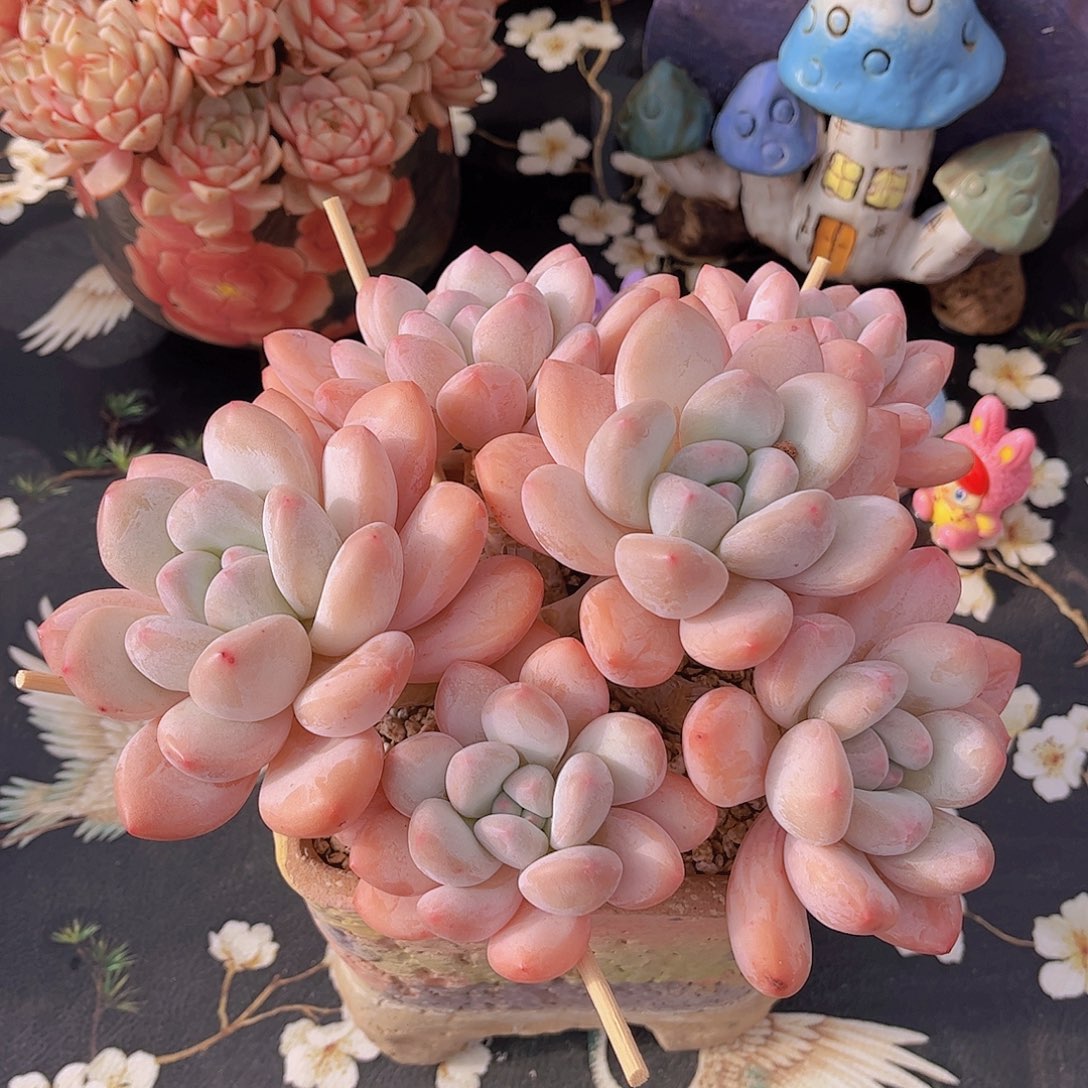 韩版丸叶香水多肉