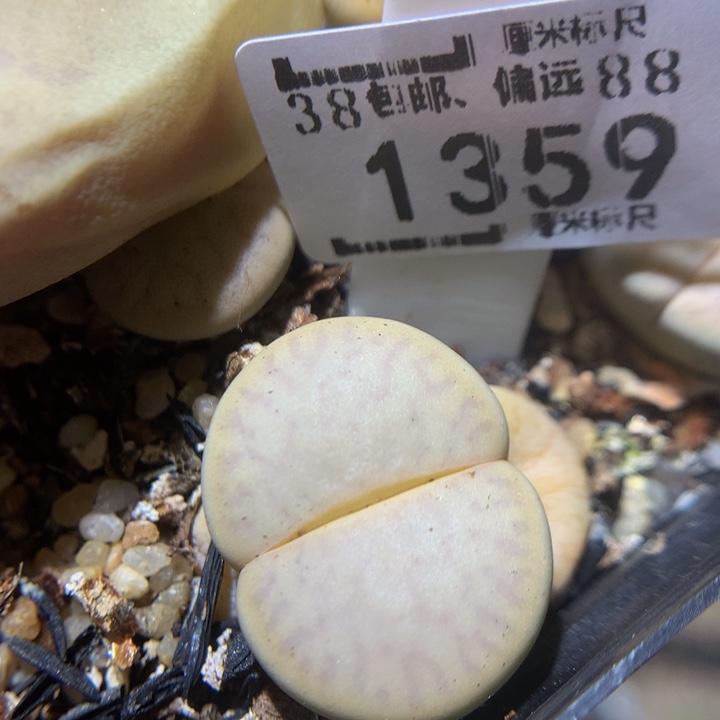 Zzz精品生石花1359