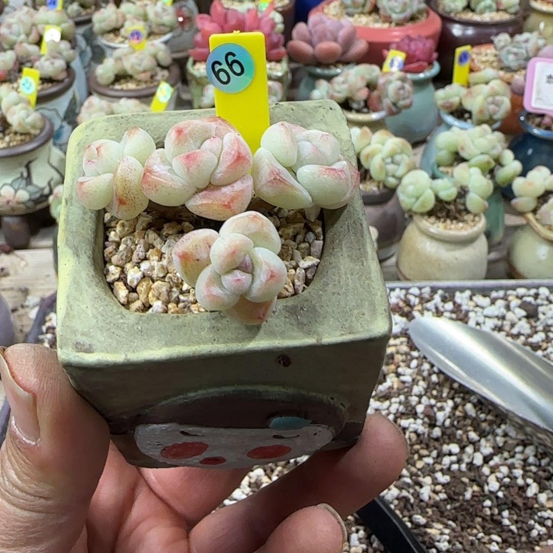 66号冰玉老桩4头 0000