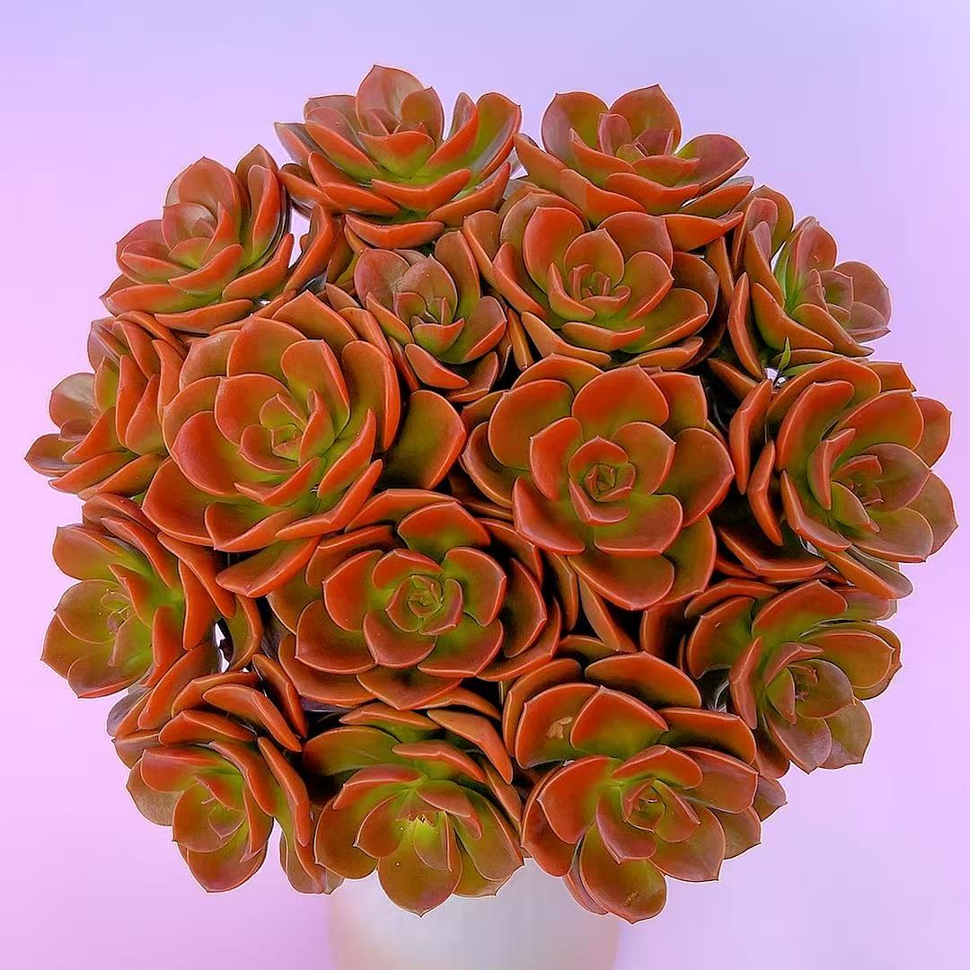 大盆红酒玫瑰巧克力越晒越红多肉植物好养带盆带土发货新手好养