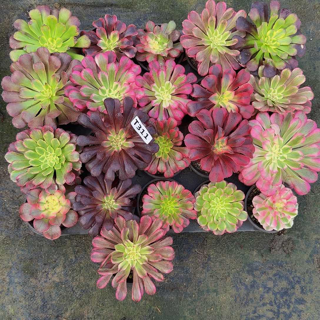 富*311套餐20送1.55555单头