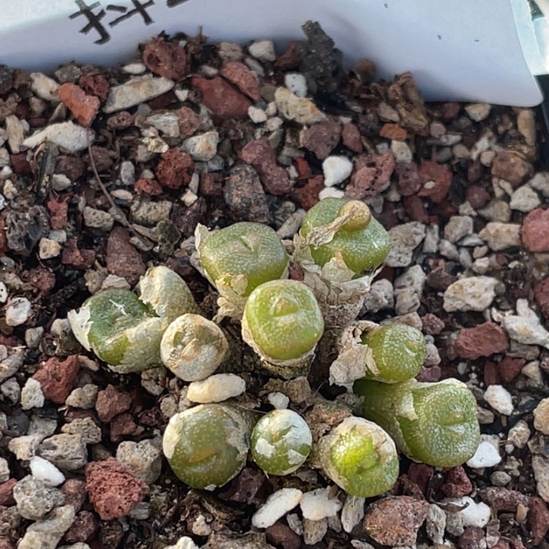 27-121方糖多肉植物