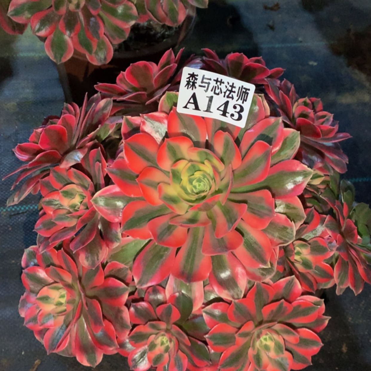 【闪购商品】143粉女妖