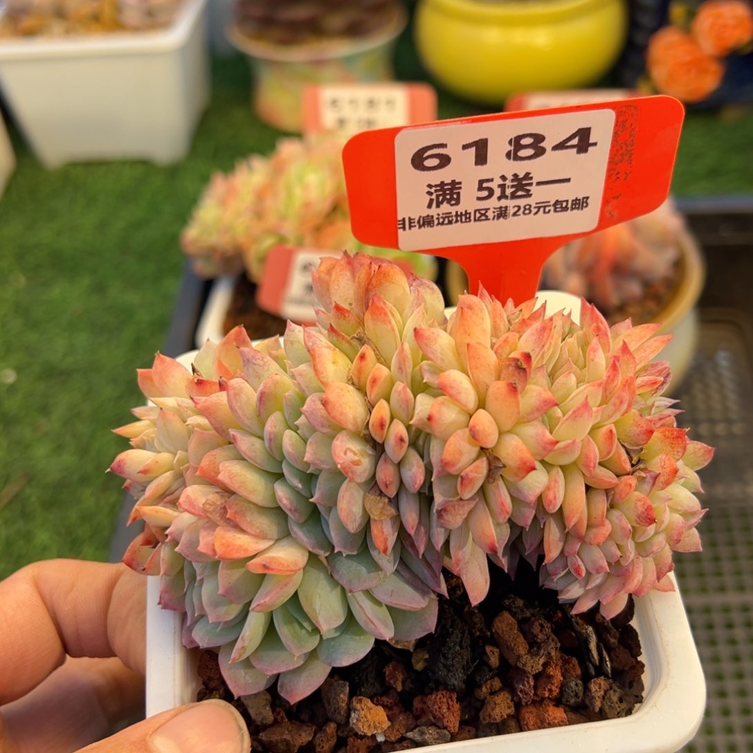 表妹精品多肉6184