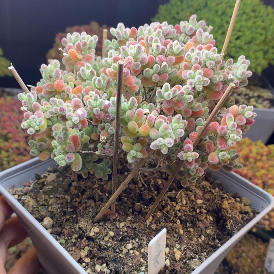 鑫***门无花朵27号老桩精控优选冰晶枝干