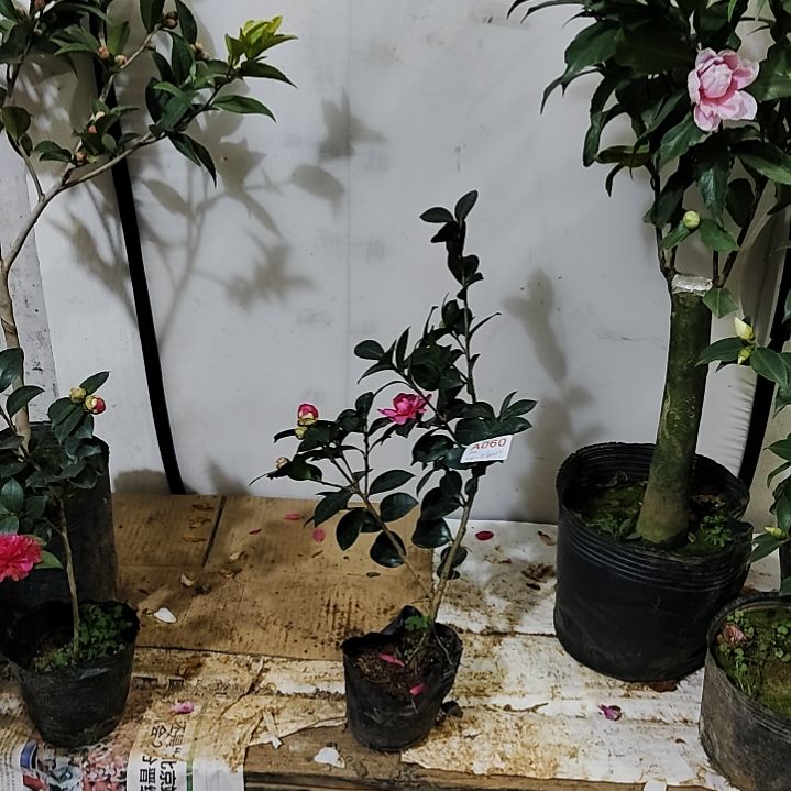 全部花苞新品茶梅