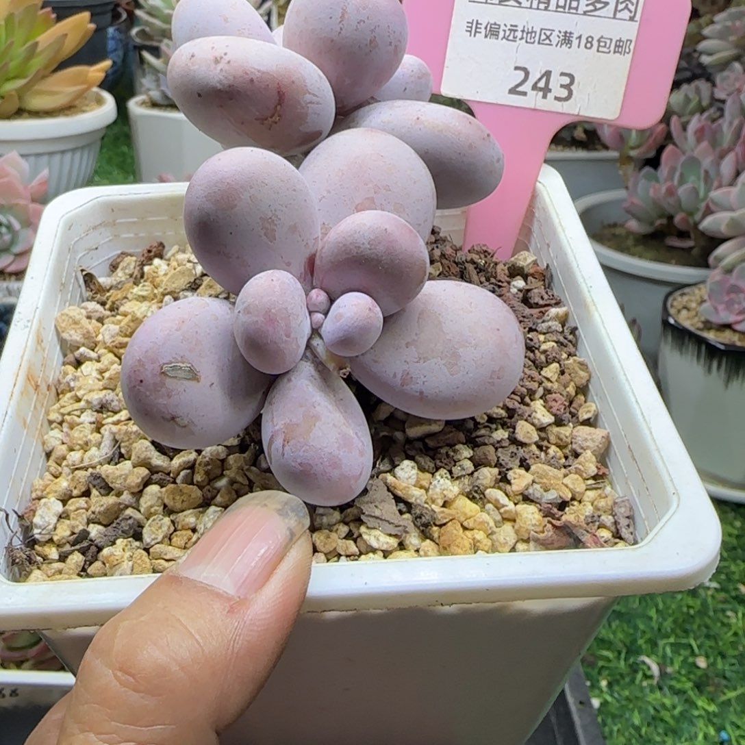 锦安精品多肉植物243