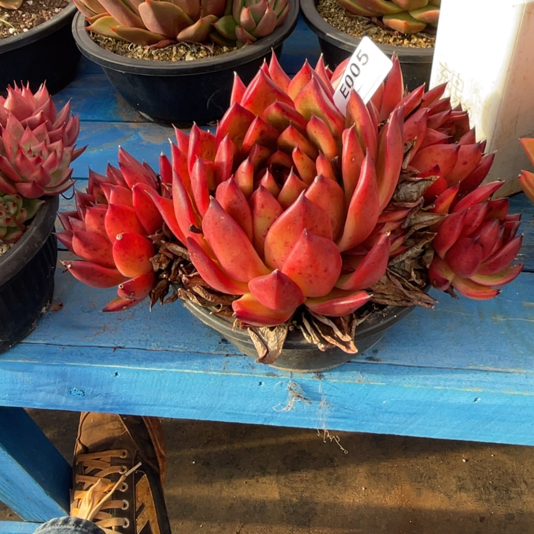 无花朵若如东云组拍E005