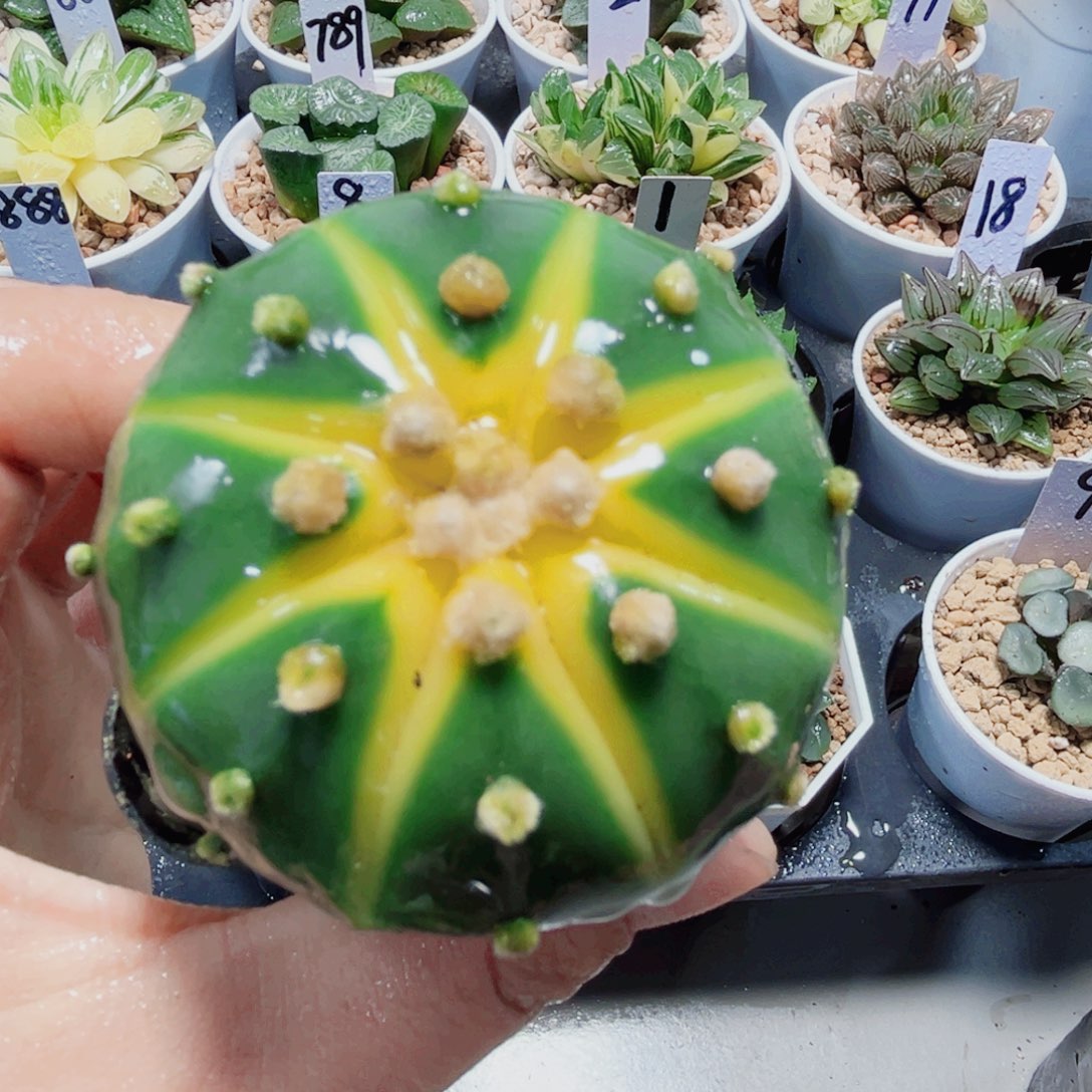 星兜锦小南瓜多肉植物