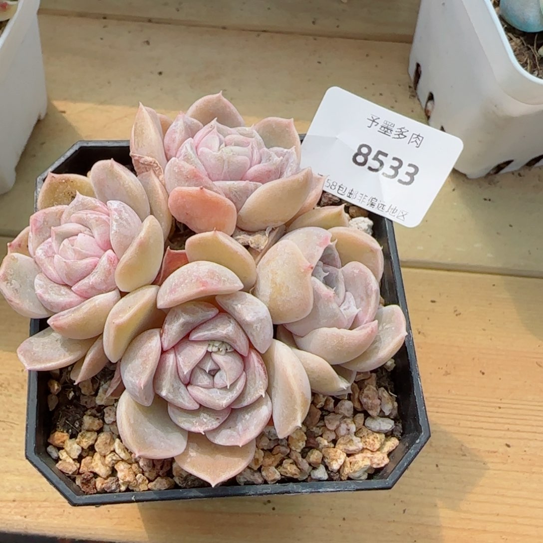 汉堡无砍，8533多肉植物