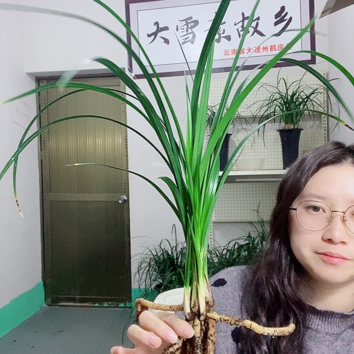 完全开放大雪素大雪素