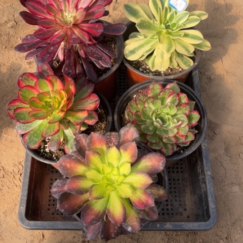 739多肉植物组合