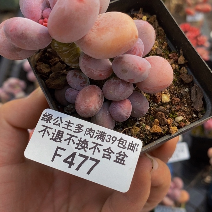 蛋黄奶6cm477多肉植物