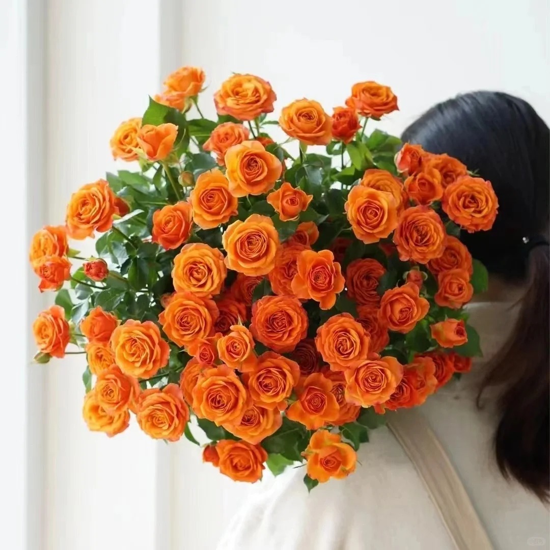 【橙色芭比】多头玫瑰 一单包邮 云南鲜花昆明基地现采现发