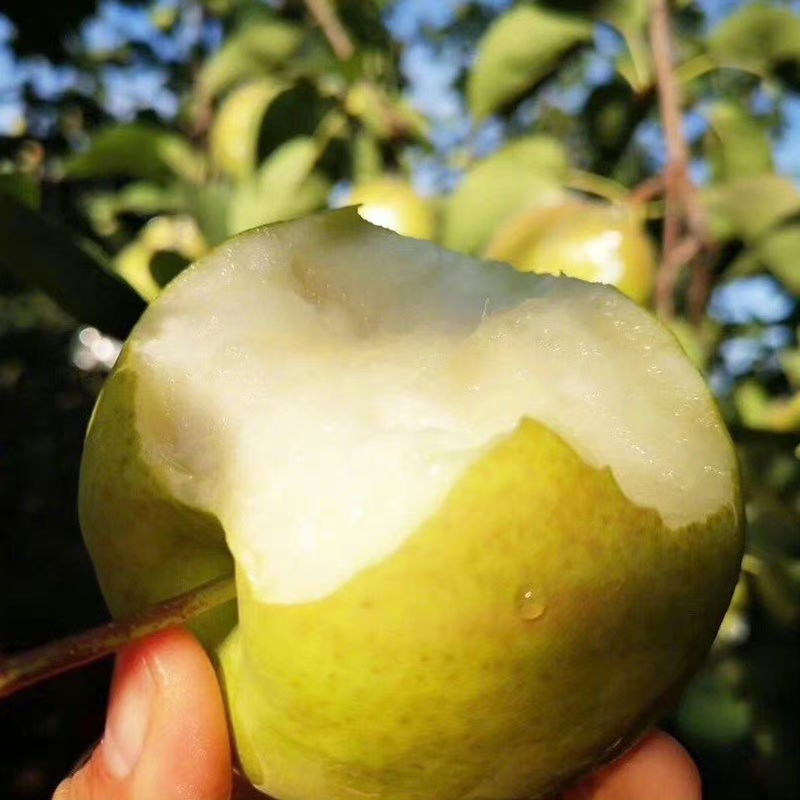 【511449】山西隰县玉露香梨一级果脆甜多汁果园直发香梨妹坏果包赔