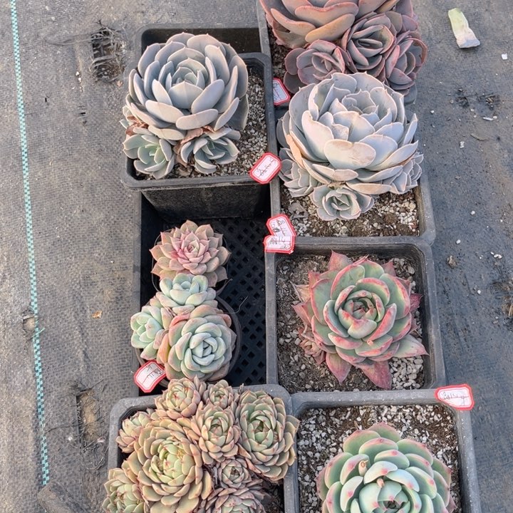 晶*鲁氏尘埃玫瑰恩宠冰玉圣卡惊鸿笨巴吉娃娃