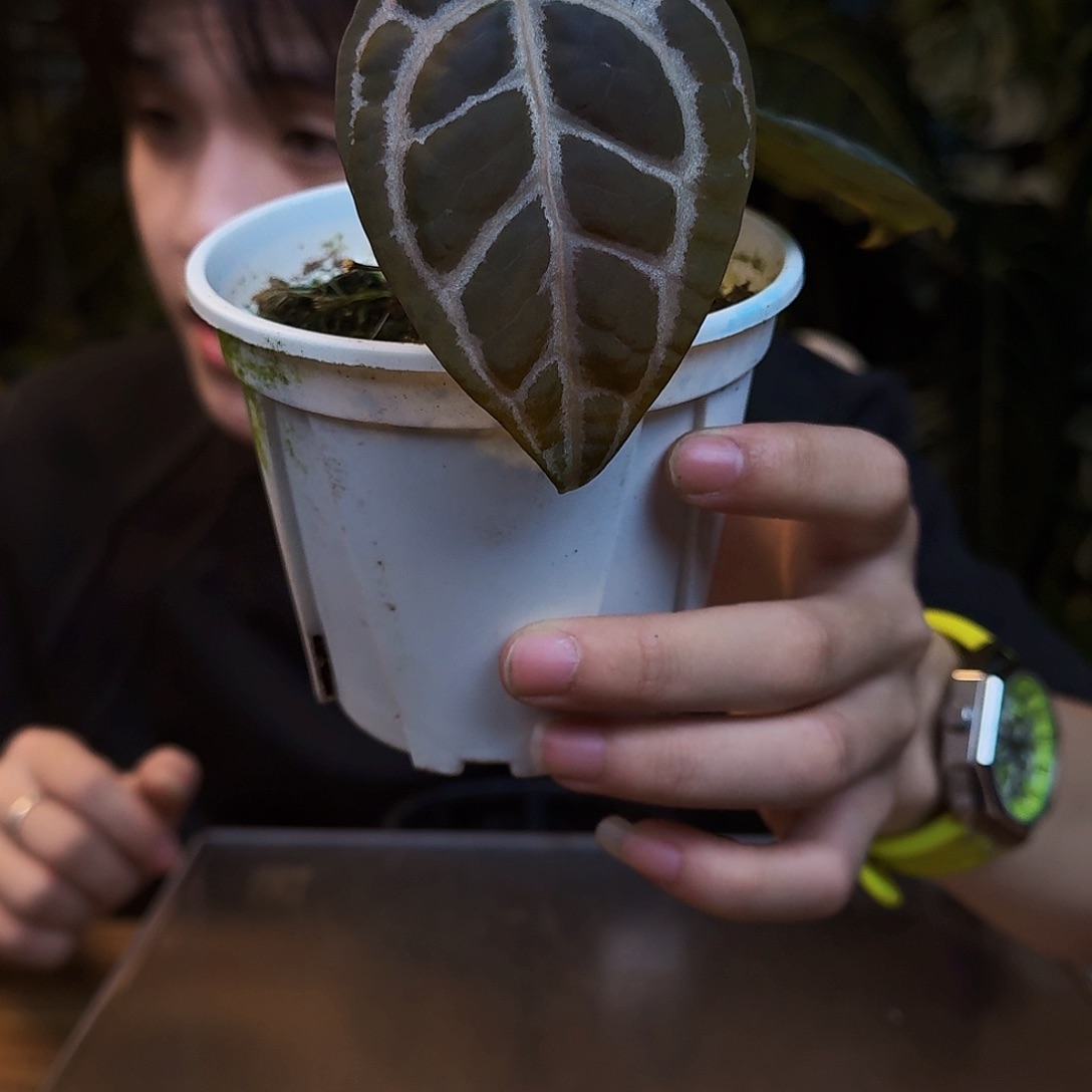 完全开放V21红水晶杂小钻石