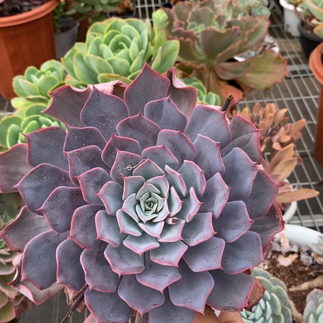 2975露西娜一物一拍