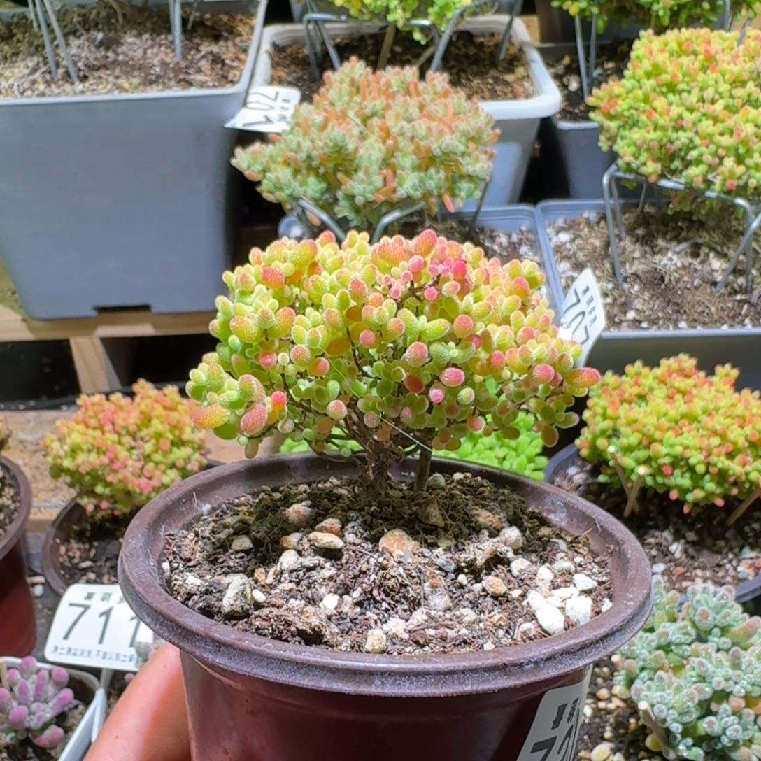 1***、枝干番杏蜜桔糖球730