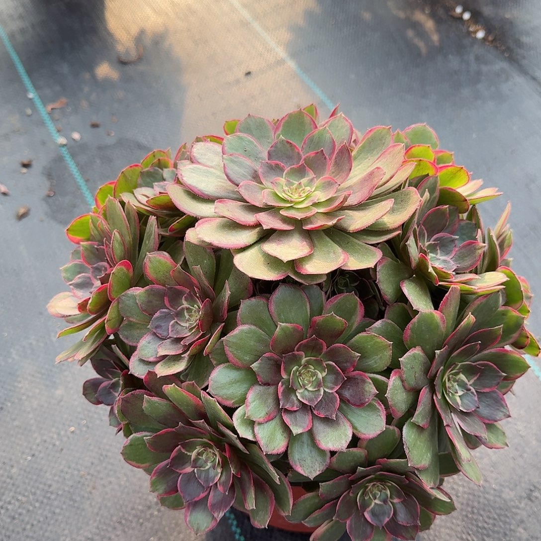 郧***修花妖00000000美美美