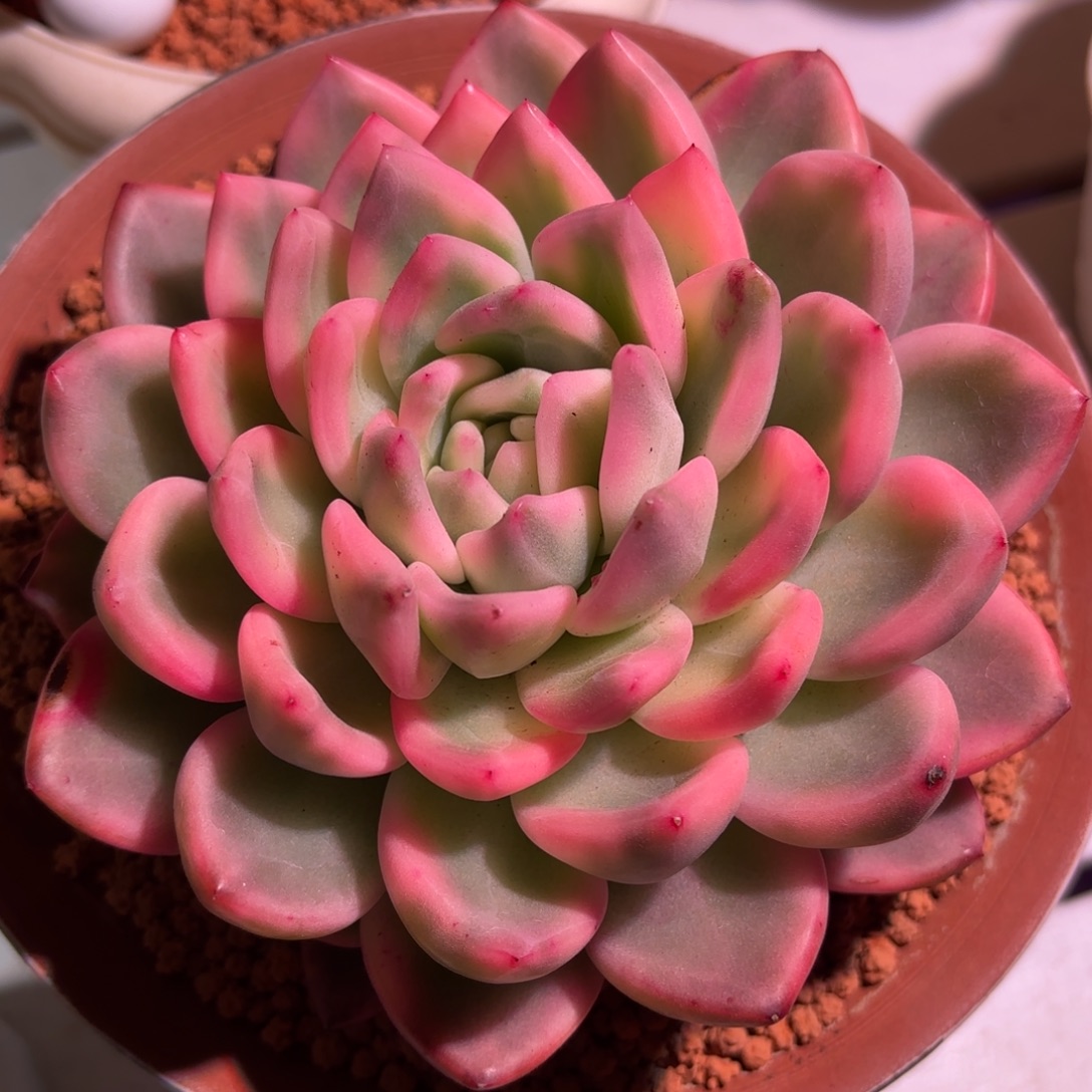 冰月亮锦多肉植物