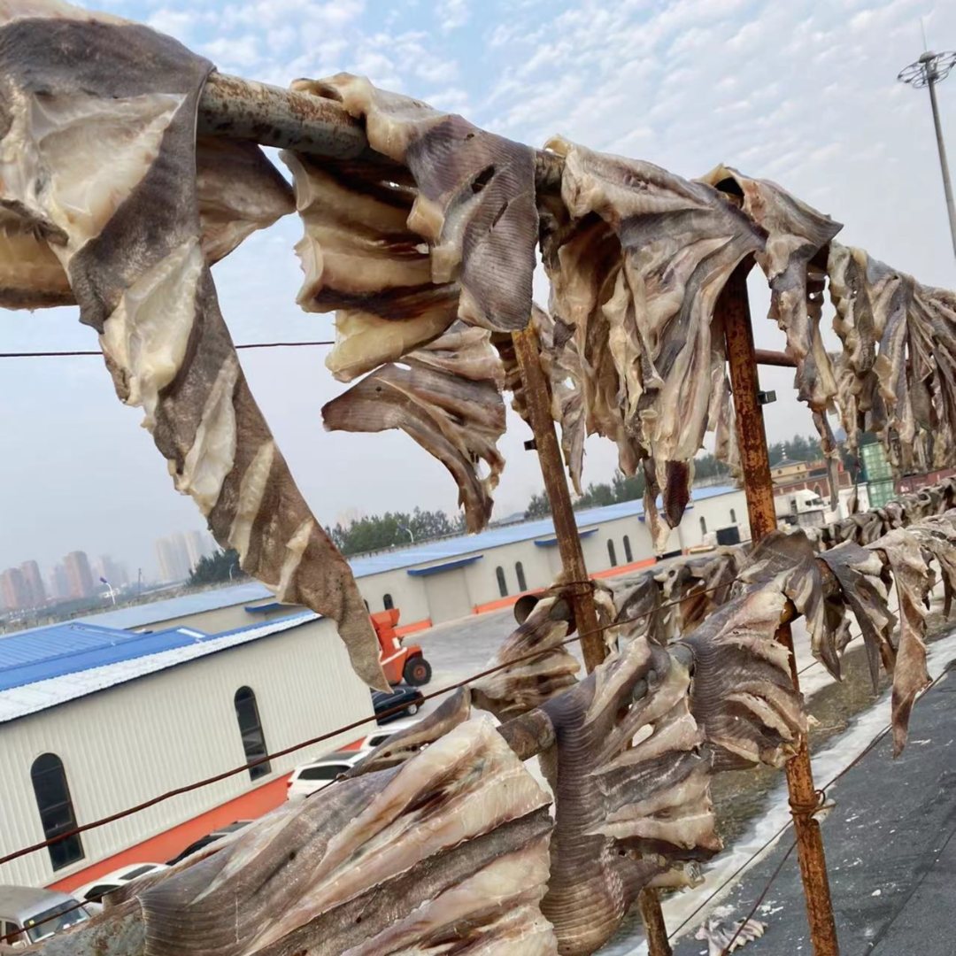 *大连野生老板鱼裙边/2种规格可选（泡 8-10小时 再食用）