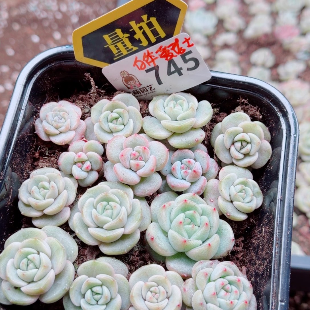 多肉植物多肉植物