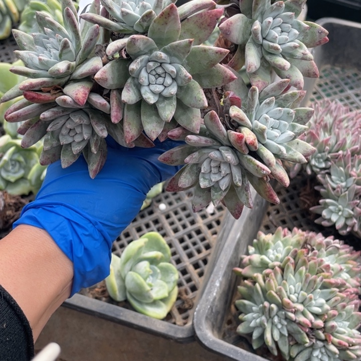 三***满363号拇指杂交多肉植物