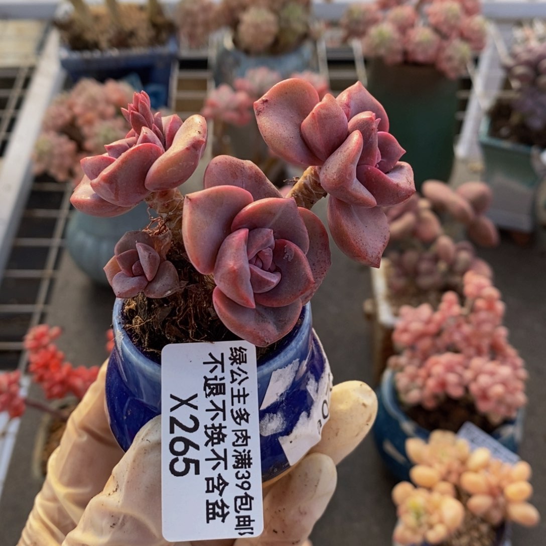 彩虹糖265/6cm多肉