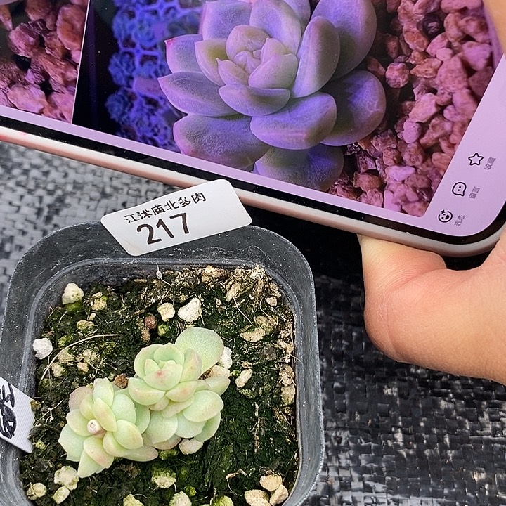 标217克拉珍妮一个