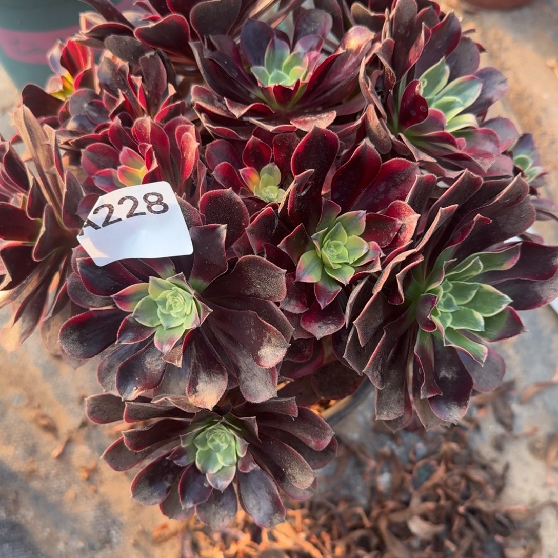 彭***恩金丝雀一物一拍228