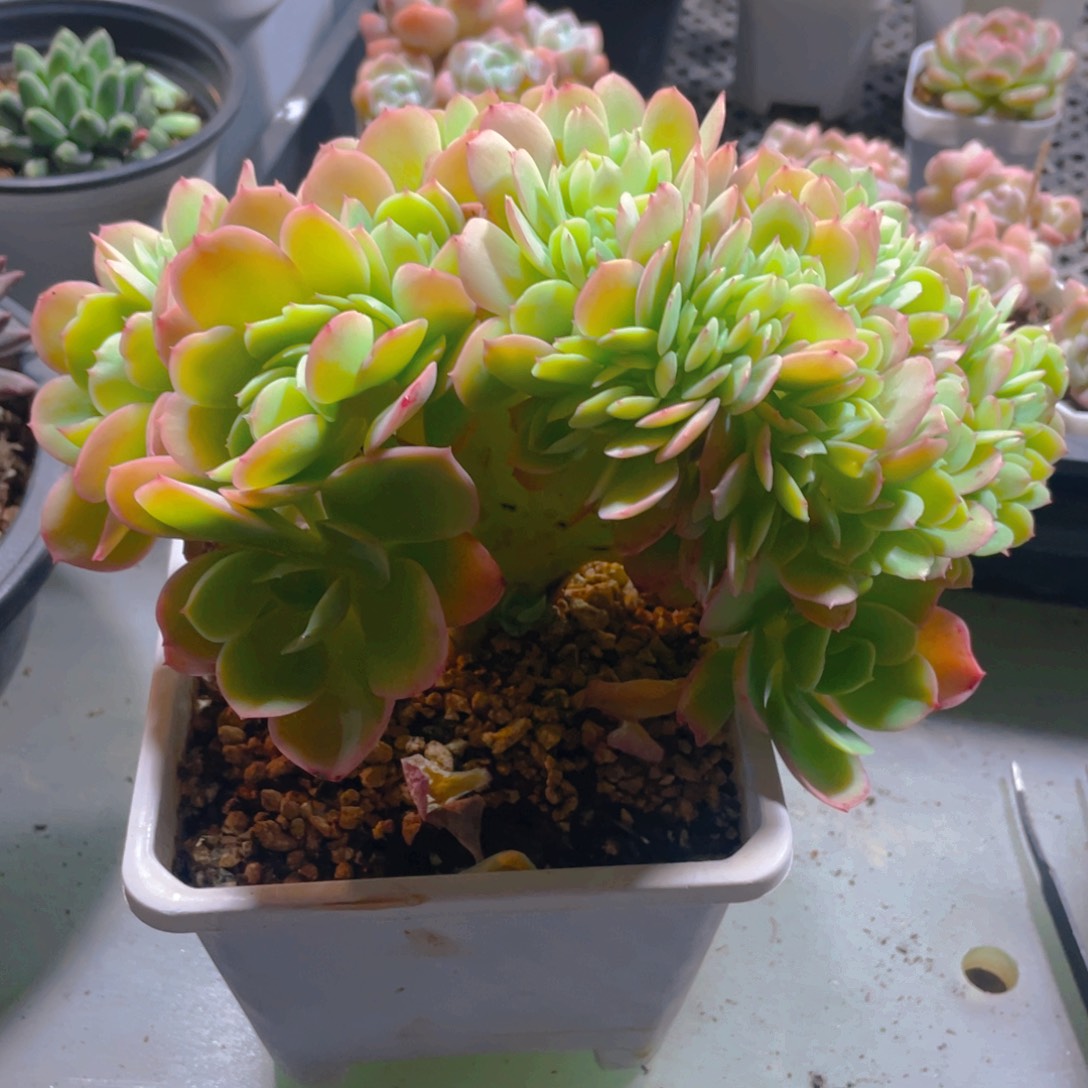 碧桃缀化多肉植物一棵