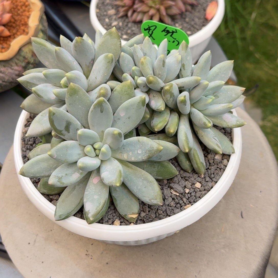 *****安然哥特萝莉一颗寄养